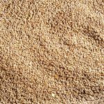 PEARL MILLET ||  సజ్జలు ||