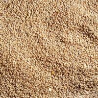 PEARL MILLET ||  సజ్జలు ||