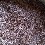 BLACK EYED PEA || అలచందలు/బొబ్బర్లు