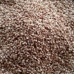 COW  PEA  || బఠానీ ||