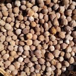 Beliric Myrobalan  1 Kg తానికాయ