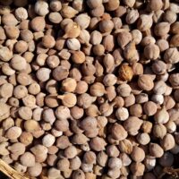 Beliric Myrobalan  1 Kg తానికాయ