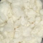 COTTON || FOR POOJA ||250 GR|| పూజకి దూది || DOODI