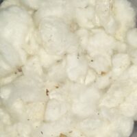 COTTON || FOR POOJA ||250 GR|| పూజకి దూది || DOODI