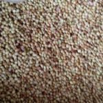 CORIANDER || DHANIYA || ధనియాలు || 100 GR