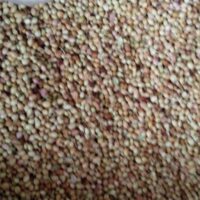 CORIANDER || DHANIYA || ధనియాలు || 100 GR