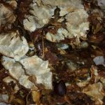 TAMARIND  ||CHINTAPANDU||చింతపండు (Special ) 500 GR