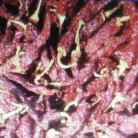 BYADGI CHILLIES ||  బెంగుళూరు మిరపకాయలు || BANGALORE MIRCHI || 500 GR