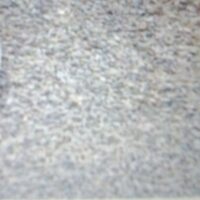 CAROM SEEDS || AJWAIN || VAAMU || వాము 50Gr