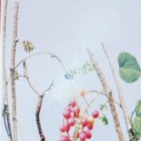 GILOY JUICE || తిప్పతీగ  జ్యూస్ || 500 ML