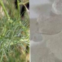 VAMU PUVVU || THYMOL CRYSTALS || వాము పువ్వు || 25 GR