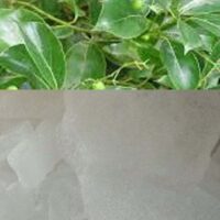 PACHA KARPURAM || EDIBLE CAMPHOR || పచ్చ కర్పూరం || 25 GR