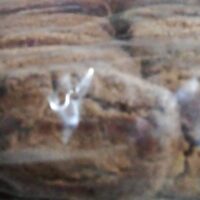 SUGARLESS BISCUITS || LOW SUGAR BISCUITS || Pack of 20 Pcs || తక్కువ షుగర్ ఉన్న బిస్కట్స్ ||