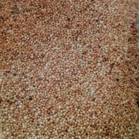 ORGANIC KODO MILLET || ARIKELU || అరికెలు || 500 GR