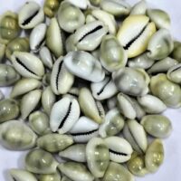 LAKSHMI GAVVALU || లక్ష్మి గవ్వలు || 6 PCS