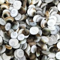 GOAMATI CHAKRA || గోమతి చక్రాలు || 5 PCS